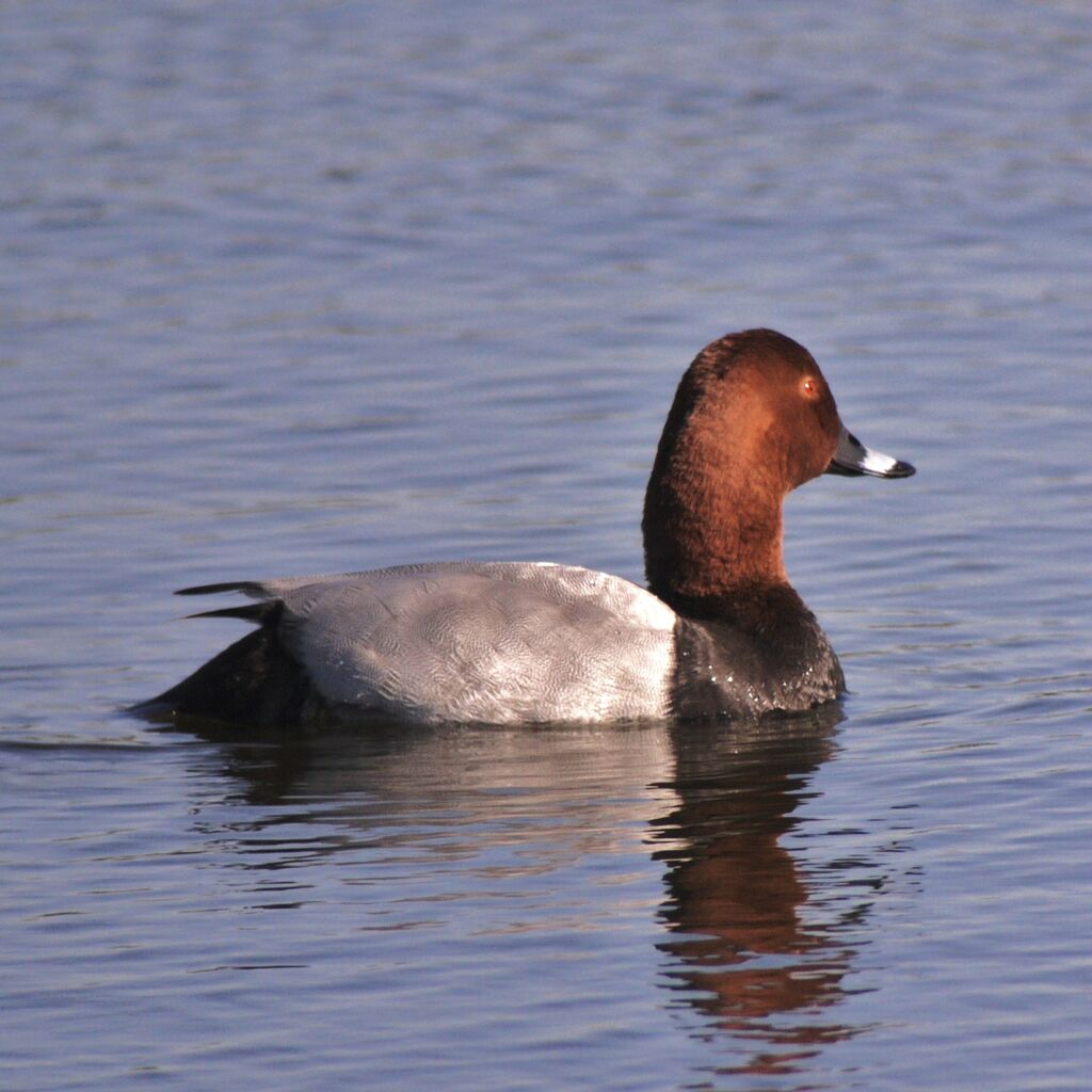 Common Pochard male adult breeding, identification