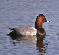 Common Pochard