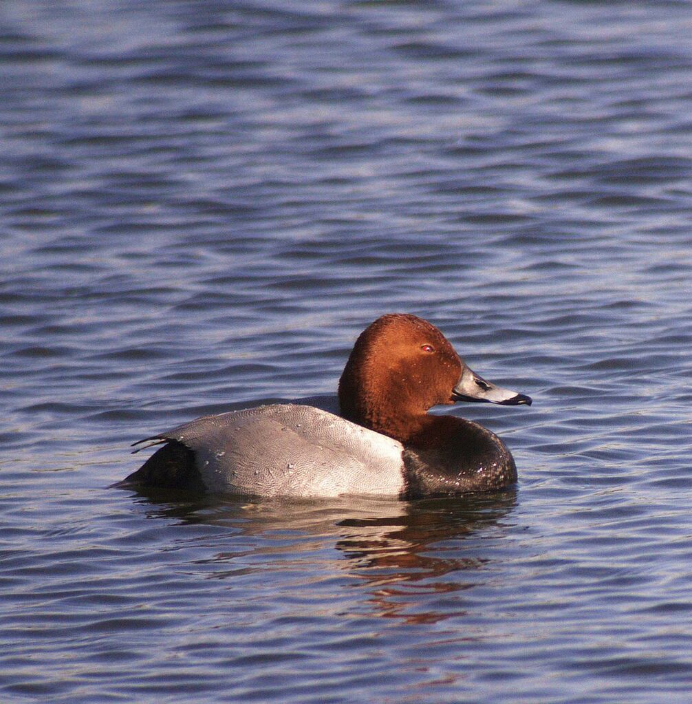 Common Pochard male adult breeding, identification