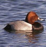 Common Pochard