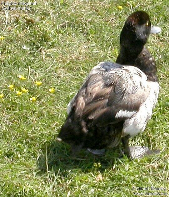 Greater Scaup