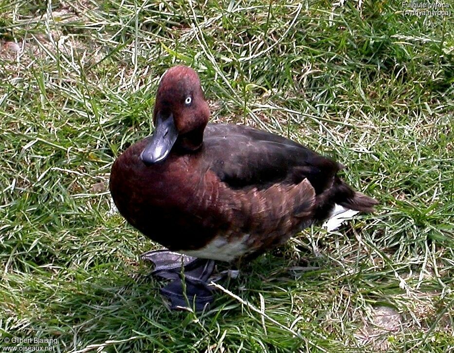 Ferruginous Duck