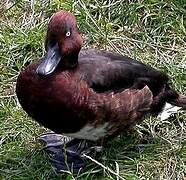 Ferruginous Duck