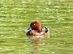 Ferruginous Duck