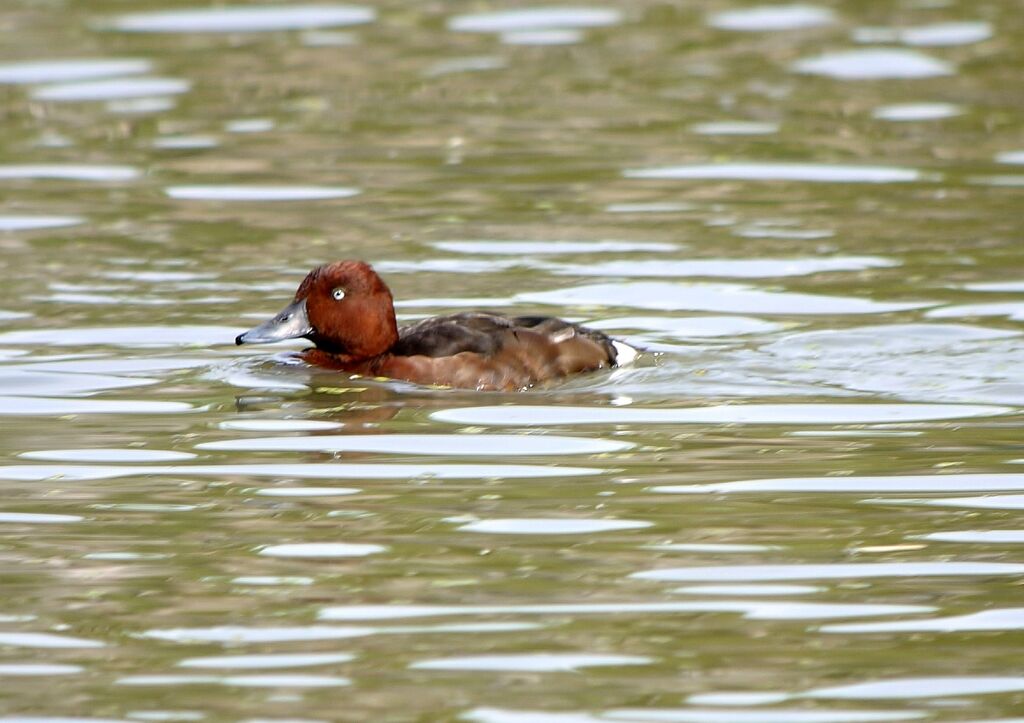 Ferruginous Duck male adult breeding, identification