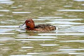 Ferruginous Duck