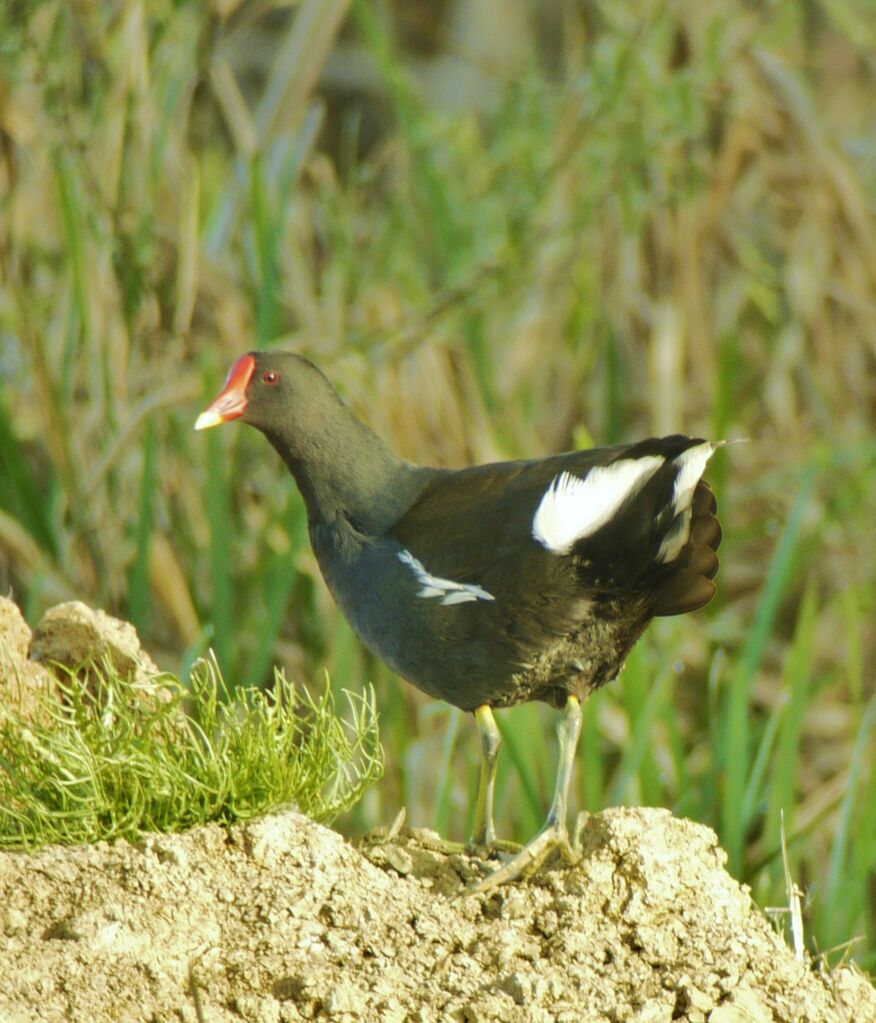 Gallinule poule-d'eauadulte nuptial, identification