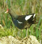 Gallinule poule-d'eau