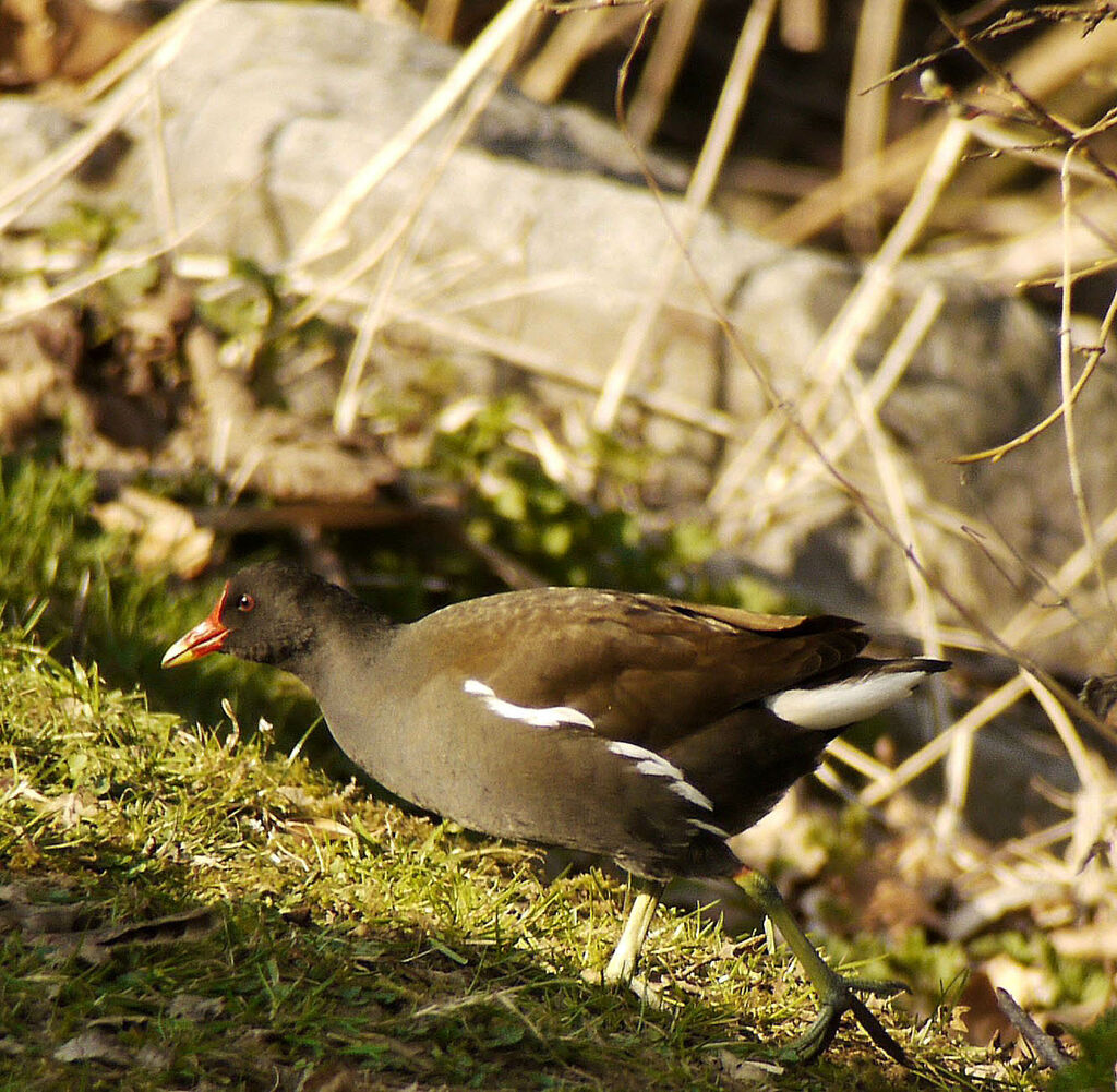 Common Moorhen male adult breeding, identification