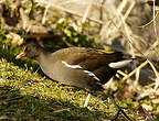 Gallinule poule-d'eau