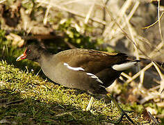 Common Moorhen