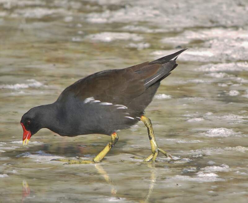 poule d eau 6 lettres