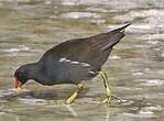 Gallinule poule-d'eau