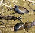 Gallinule poule-d'eau