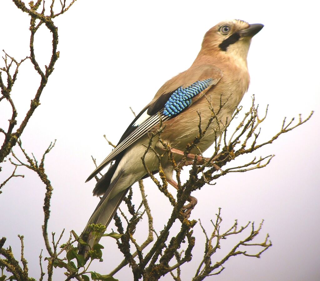 Eurasian Jayadult breeding, identification