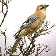 Eurasian Jay