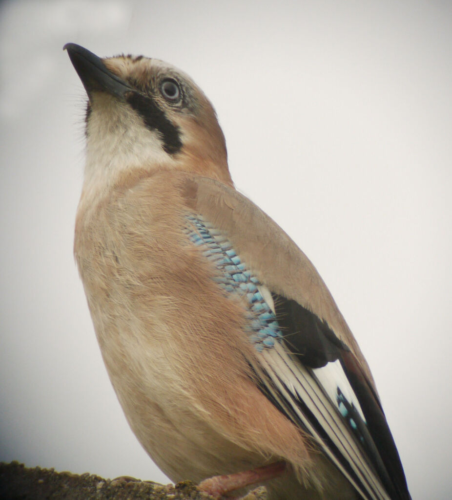 Geai des chênesadulte, identification