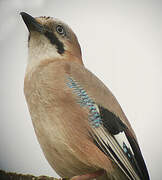 Eurasian Jay