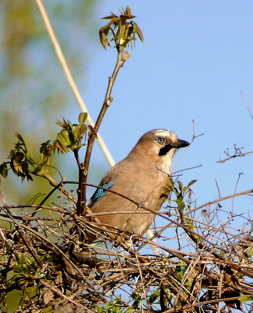 Geai des chênesadulte, identification