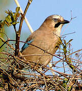 Eurasian Jay