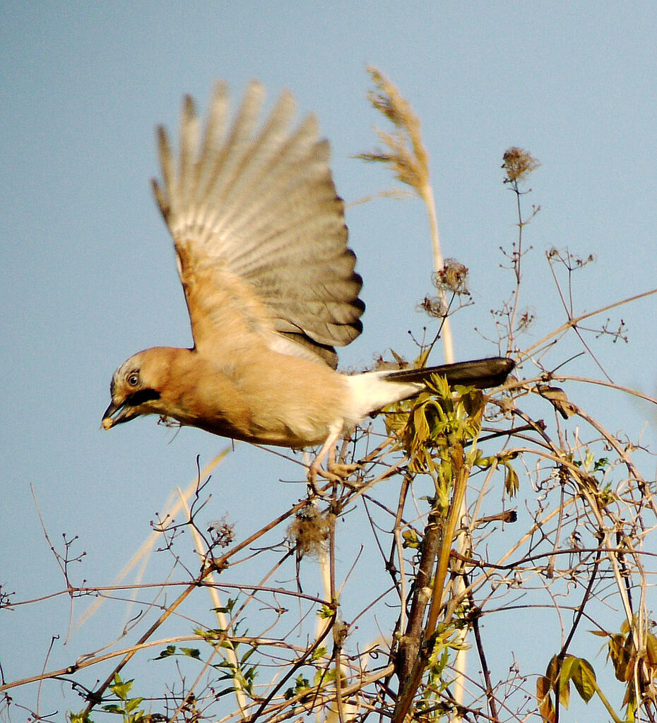 Eurasian Jayadult, Flight