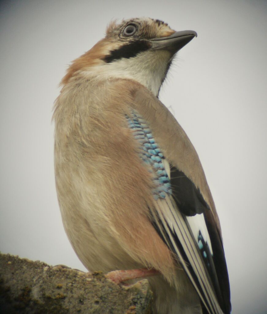 Geai des chênesadulte, identification