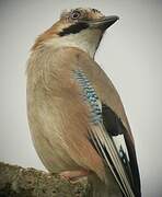 Eurasian Jay