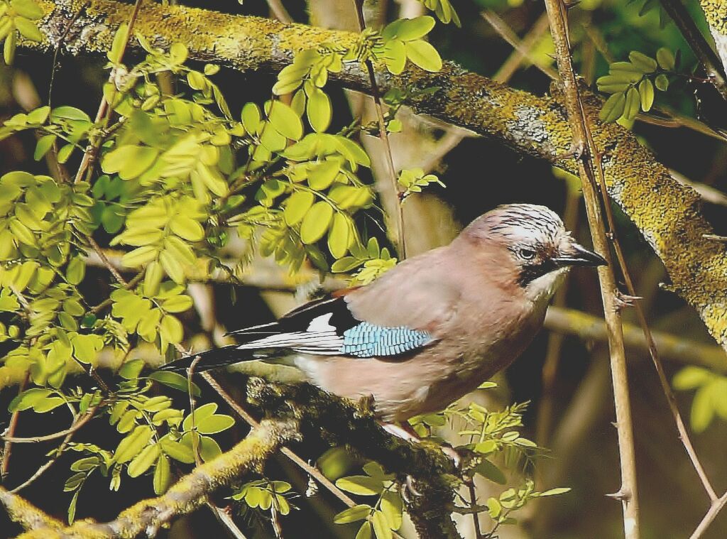 Eurasian Jayadult breeding, identification