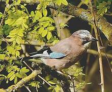 Eurasian Jay