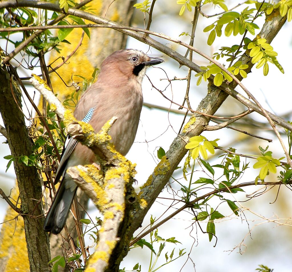 Geai des chênesadulte nuptial, identification