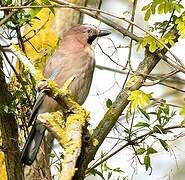 Eurasian Jay