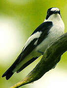 Collared Flycatcher