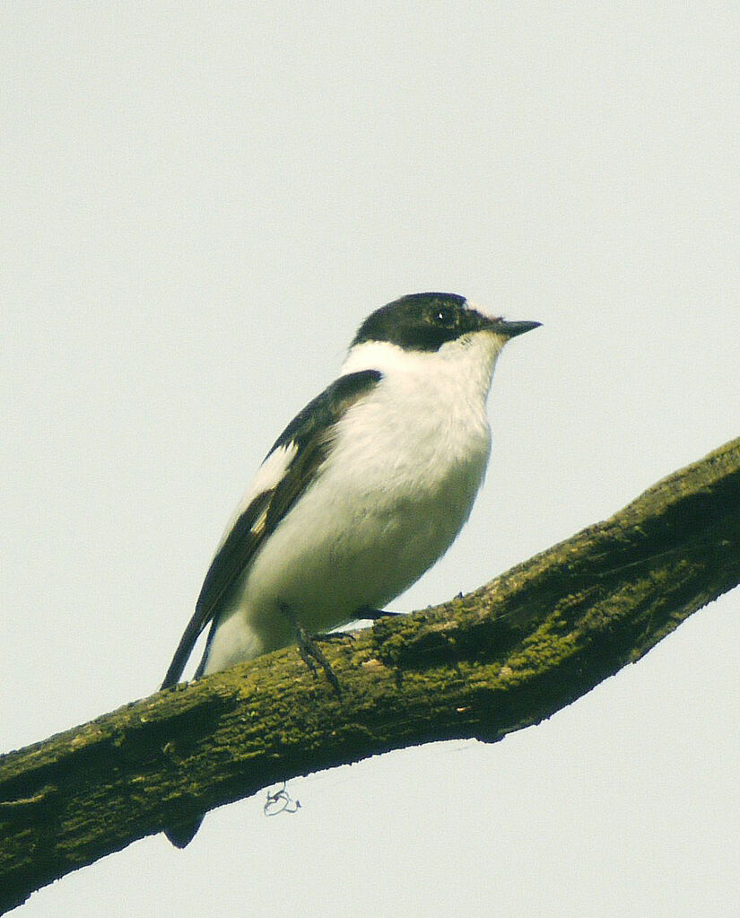 Collared Flycatcher male adult breeding, identification