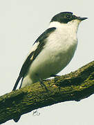 Collared Flycatcher