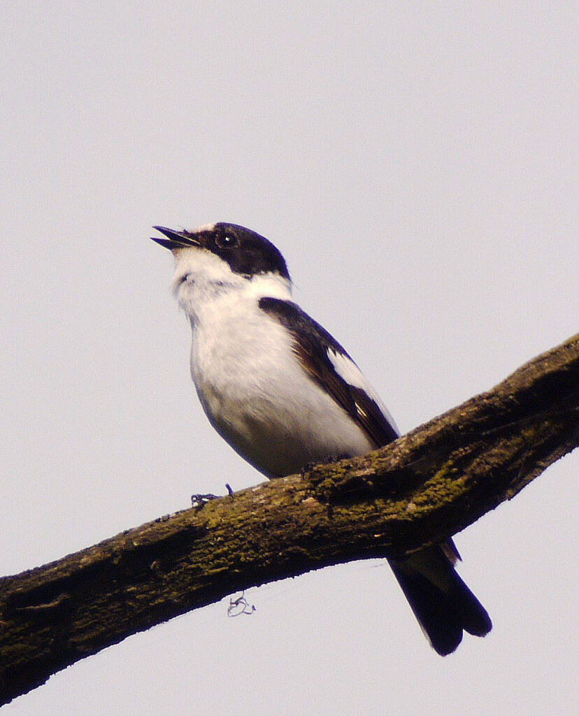 Collared Flycatcher male adult breeding, identification