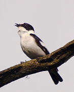 Collared Flycatcher