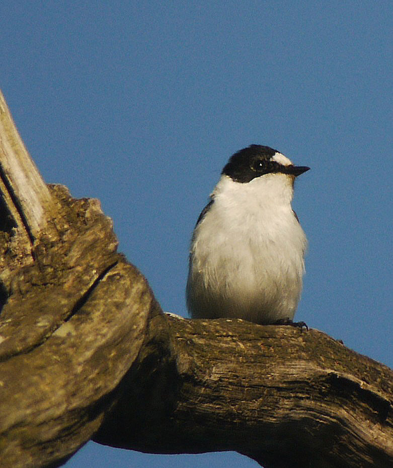 Collared Flycatcher male adult breeding, identification