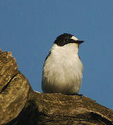 Collared Flycatcher