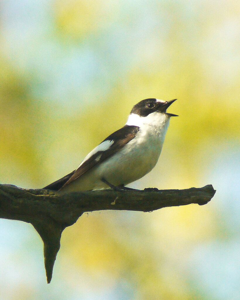 Collared Flycatcher male adult breeding, identification