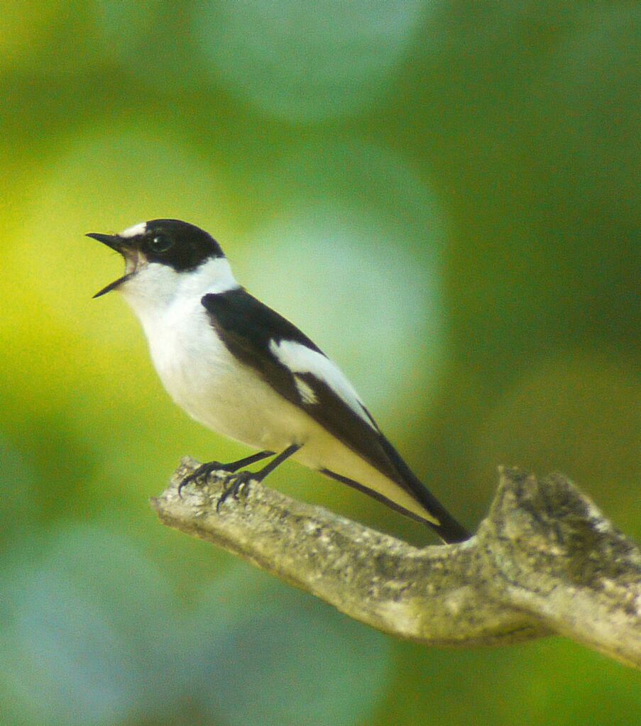 Collared Flycatcher male adult breeding, identification