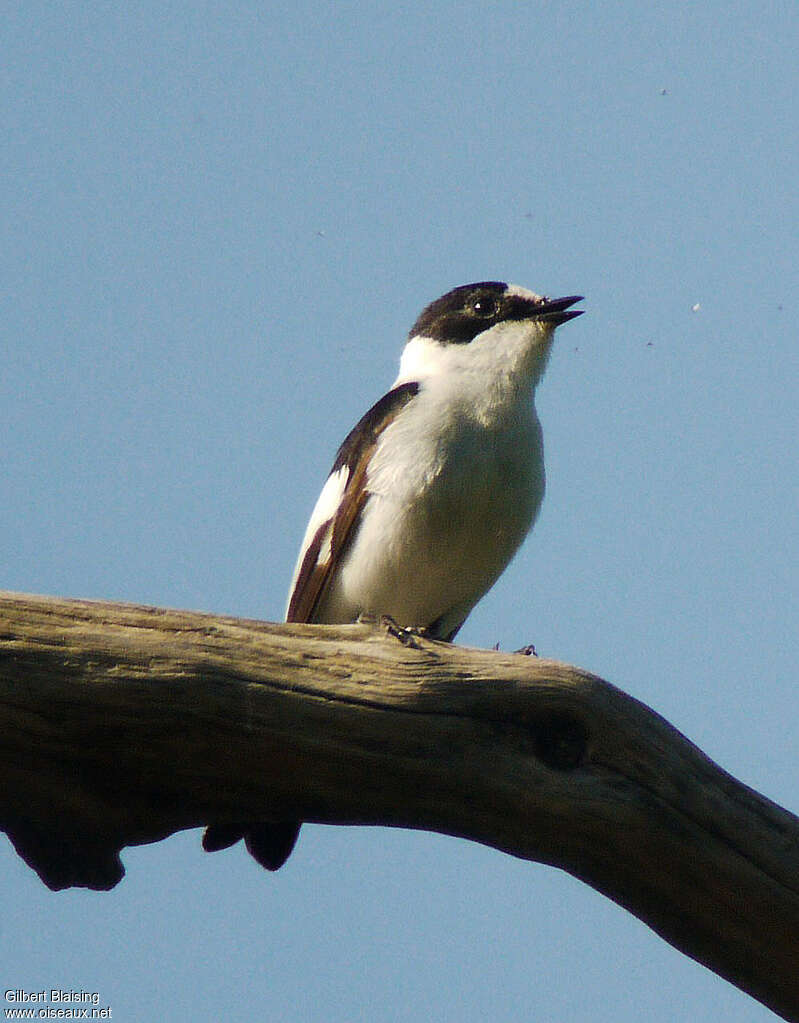 Collared Flycatcher male adult breeding, song