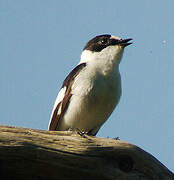 Collared Flycatcher