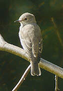 Spotted Flycatcher