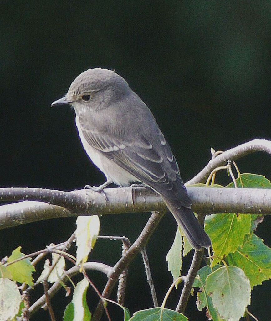 Gobemouche grisadulte, identification