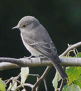 Spotted Flycatcher