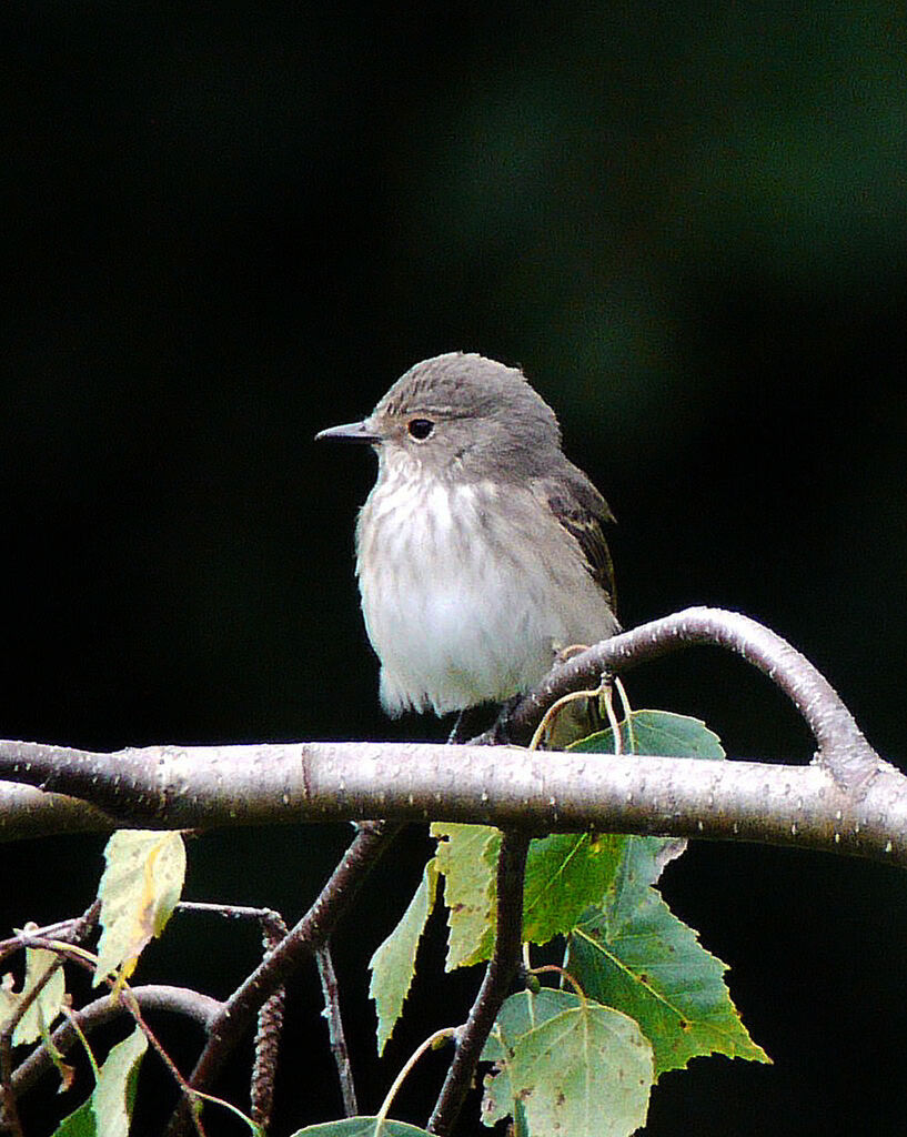 Gobemouche grisadulte, identification