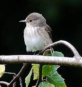 Spotted Flycatcher