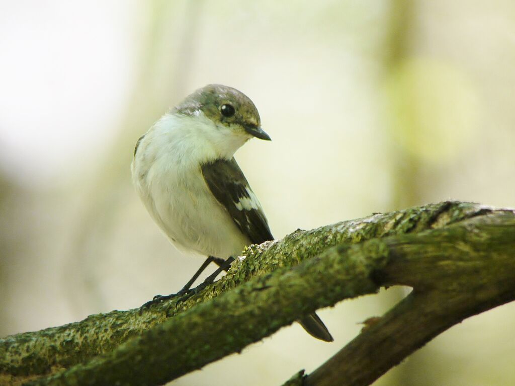 European Pied Flycatcher male adult breeding, identification