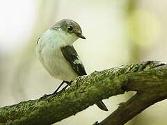 European Pied Flycatcher