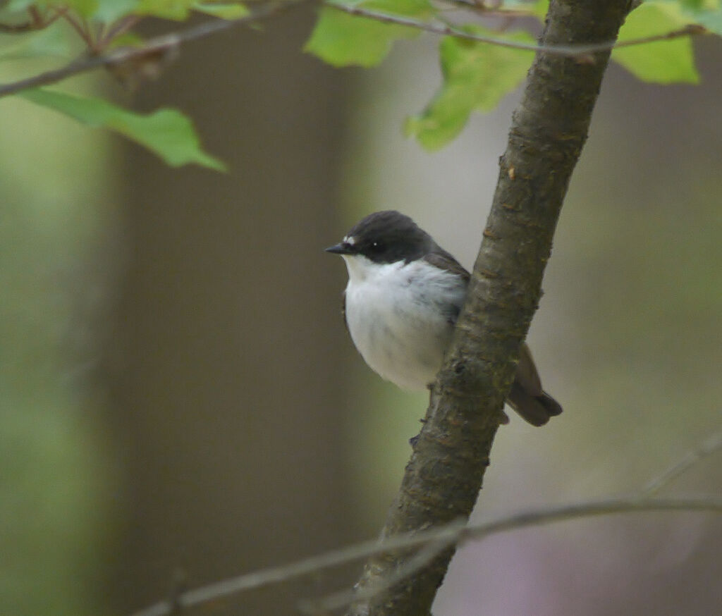 European Pied Flycatcher male adult breeding, identification